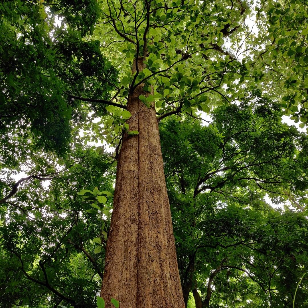 nilambur-teak-image